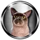 jetton SHIVA the cat on Ton icon